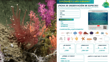 Una de las tantas especies observadas por los equipos bajo el mar / El recurso creado para su observación con chicos.
