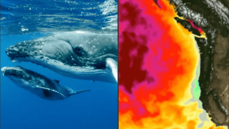 Los científicos están preocupados por el impacto a largo plazo de estas olas de calor marinas.