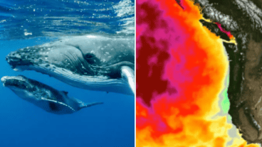 Los científicos están preocupados por el impacto a largo plazo de estas olas de calor marinas.