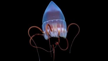 Una de las tantas especies que la expedición retrató en su hábitat natural.