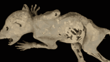 La criatura fue apodada "Capacabra".