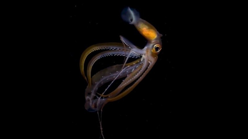 Las imágenes revelaron un festival de especias submarinas poco conocidas.