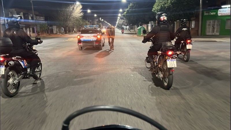 El caballo trotaba por la calle Mendoza cuando fue rescatado por la Policía.