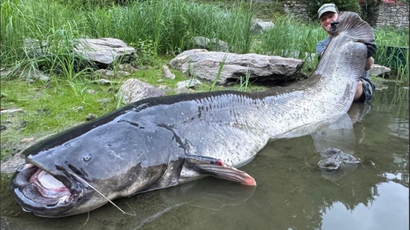 El animal fue devuelto al agua para que siga creciendo.