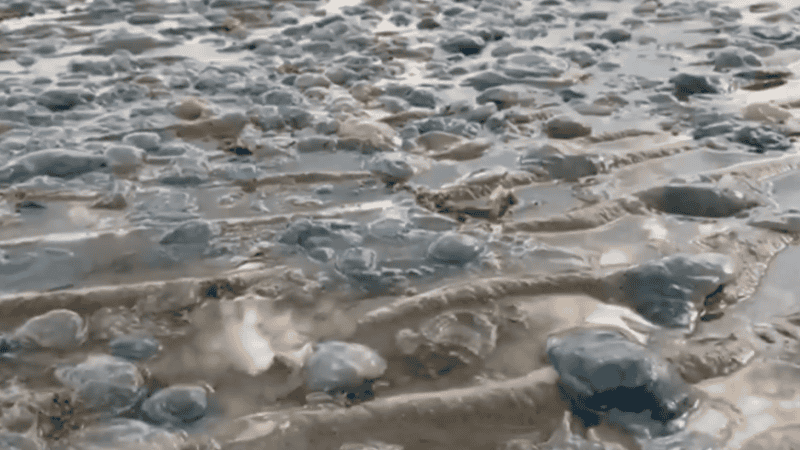 El impacto de las medusas en centrales eléctricas costeras no es inédito.