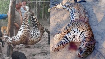 Comenzó el juicio contra cuatro cazadores que mataron y carnearon a un yaguareté en Formosa.