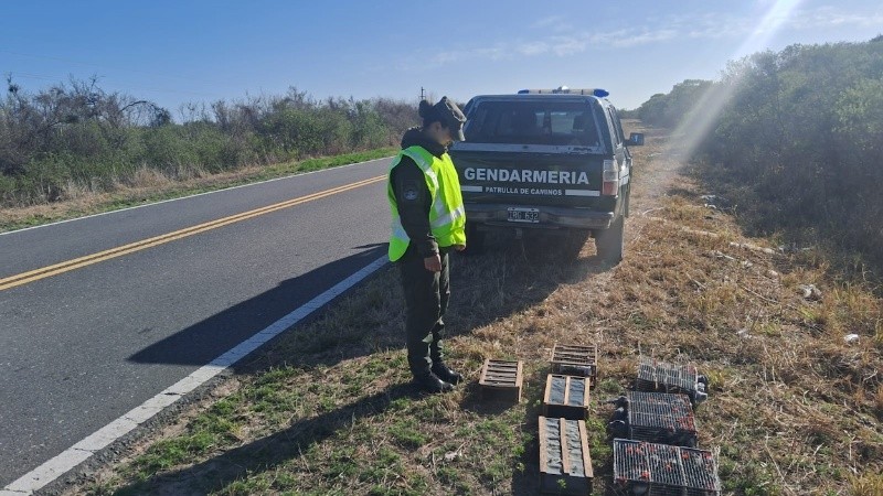 Las aves eran trasladadas en la bodega del colectivo.
