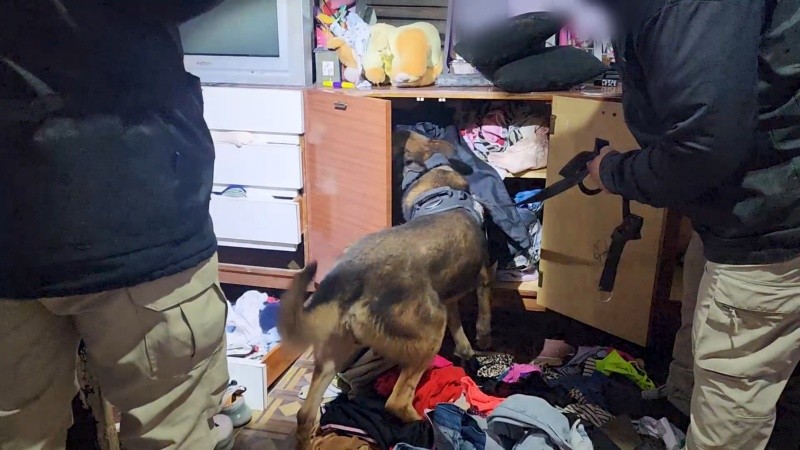 Olfato. Un perro de la PDI buscando drogas en uno de los domicilios allanados.
