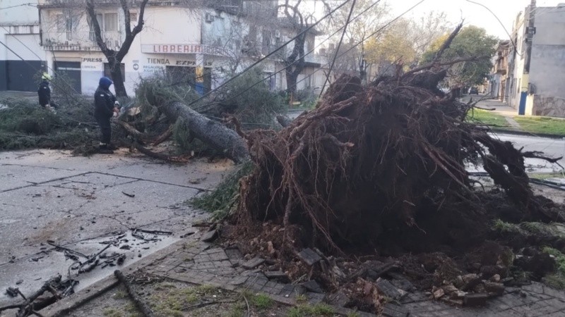 En Constitución y Cerrito, por caso, un árbol de gran porte arrastró cables y columnas.