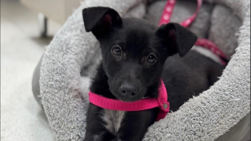 Chula ya recorre pasillos y ayuda a niños y niñas a transitar sus tratamientos.