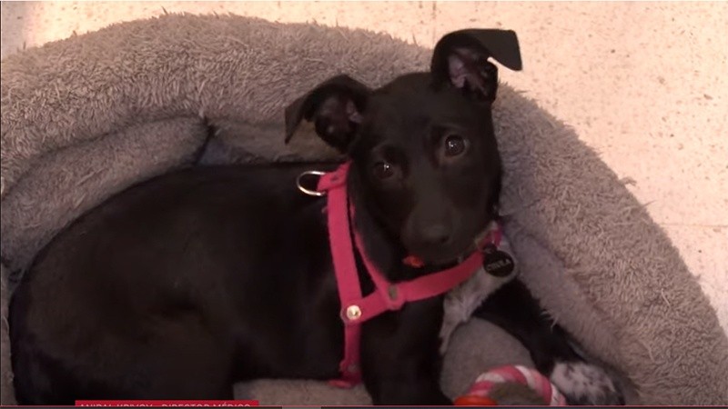 Chula, ya acompaña a los chicos que la necesiten a su lado.