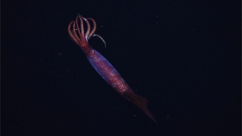 Los científicos creen que estas criaturas pasan la mayor parte de su vida viviendo a más de 1400 metros de profundidad.