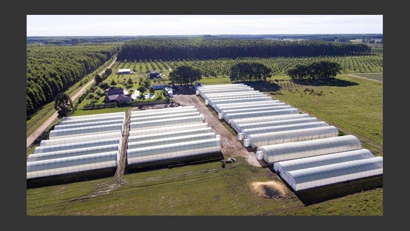 Un fruto con historia y a la vez con futuro.