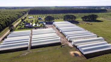 Un fruto con historia y a la vez con futuro.