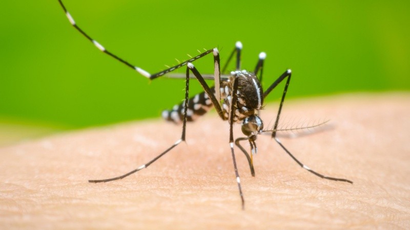 El mosquito Aedes Aegypti se caracteriza por vivir dentro y en los alrededores de las casas y puede reproducirse en cualquier lugar o recipiente que acumule agua.