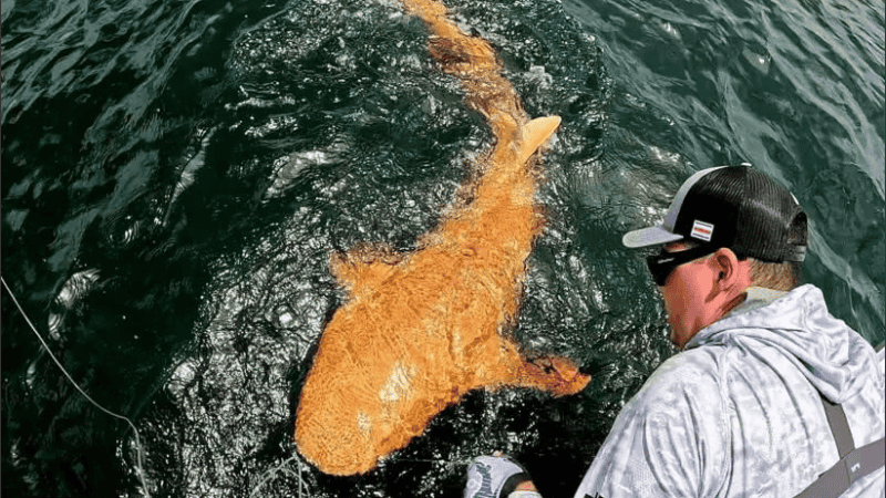 El tiburón nodriza promedio suele tener piel de color marrón claro y ojos negros pequeños y brillantes.