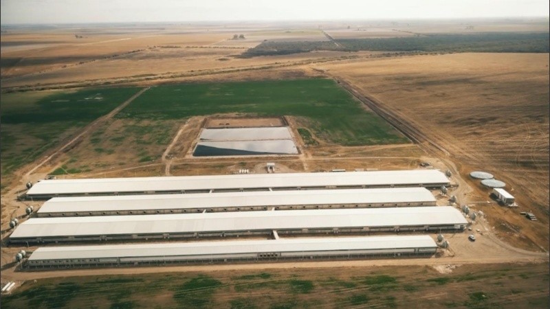 La inversión prevé la construcción de otros cinco galpones de engorde.