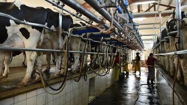 La provincia de Santa Fe registró un incremento en la producción de leche en paralelo a la reducción del número de tambos activos.
