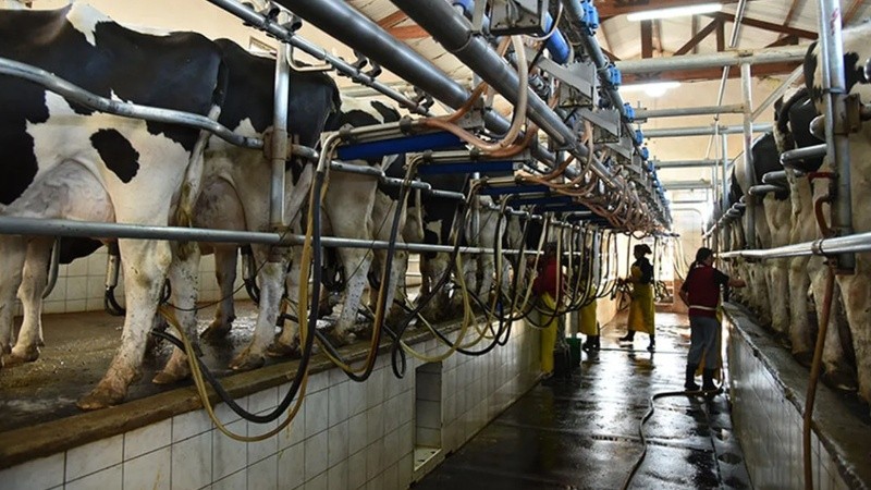 La provincia de Santa Fe registró un incremento en la producción de leche en paralelo a la reducción del número de tambos activos.