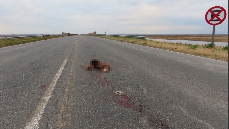 Animales como el aguará guazú, gato montés, zorro y diversas aves o serpientes son víctimas frecuentes.