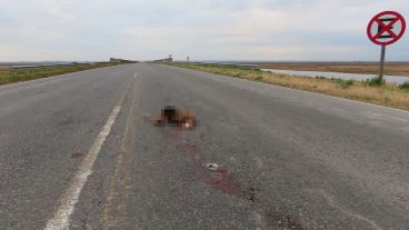 Animales como el aguará guazú, gato montés, zorro y diversas aves o serpientes son víctimas frecuentes.