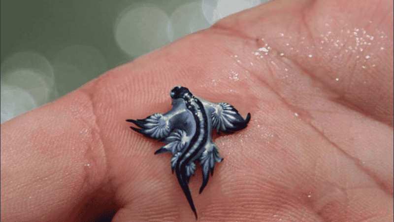 El alerta emitida por las autoridades recomienda a turistas y residentes locales que no toquen dragones azules.