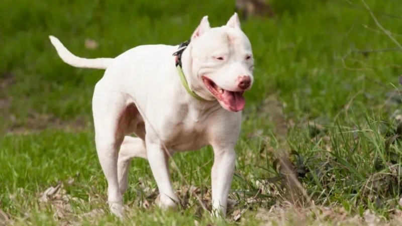 El dogo argentino entre las razas potencialmente peligrosas.
