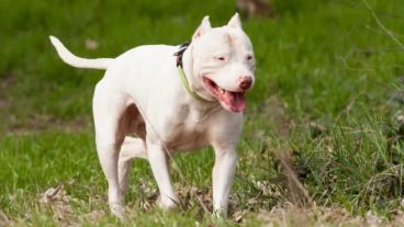 El dogo argentino entre las razas potencialmente peligrosas.