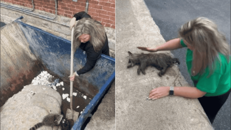 La mujer logró que el mapache se recuperara.