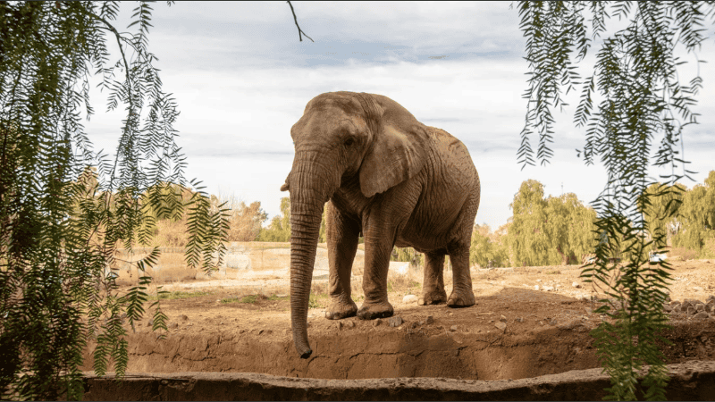 Por primera vez en más de un siglo, Argentina ya no tiene elefantes en cautiverio.