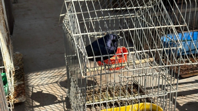 El operativo se desarrolló en una casa de zona sudoeste.