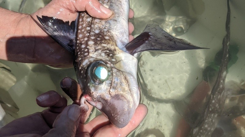 Macho de pez rata moteado (Hydrolagus colliei).