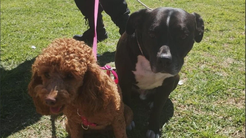 Los dos animales estaban adentro de una Renault Kangoo blanca.