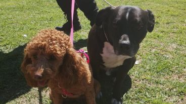 Los dos animales estaban adentro de una Renault Kangoo blanca.