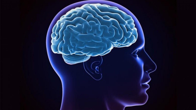 La sobrecarga de hierro en el cerebro impulsa la neurodegeneración al introducir estrés oxidativo.