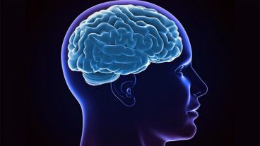 La sobrecarga de hierro en el cerebro impulsa la neurodegeneración al introducir estrés oxidativo.