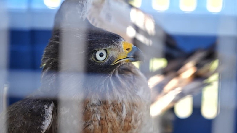 El ejemplar fue llevado en jaula a la plaza San Martín y luego soltado.