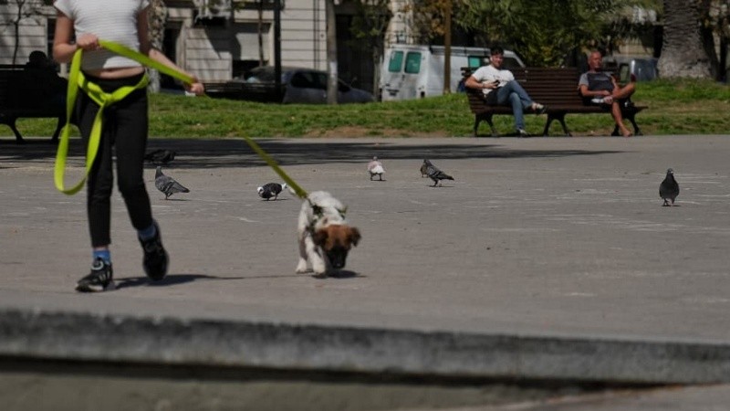 El objetivo es controlar la plaga de palomas: no ataca personas ni mascotas.