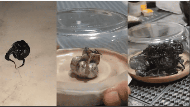 Kin suplicó a sus seguidores que guarden los videos como evidencia.