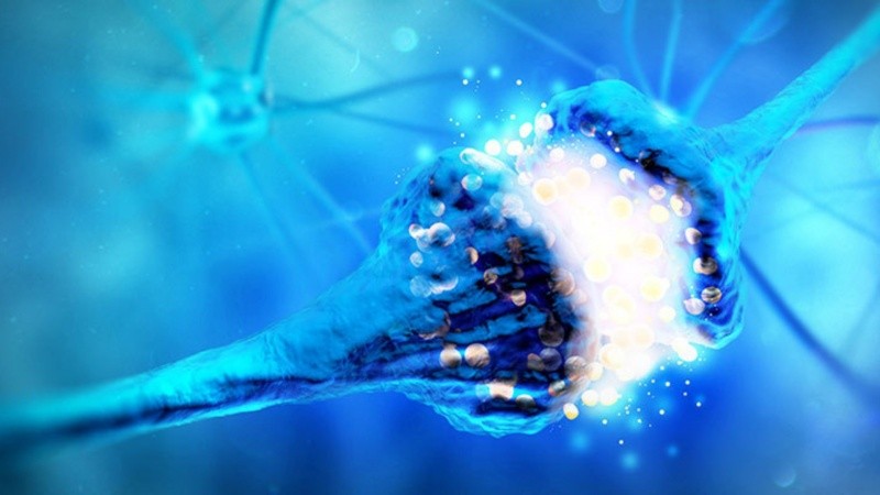 Es el primer estudio histológico que demuestra la existencia de células madre en división en el cerebro humano adulto.