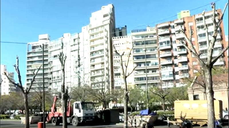 Así quedaron los árboles podados de forma inadecuada.