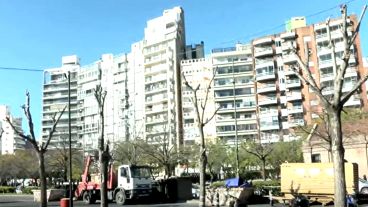 Así quedaron los árboles podados de forma inadecuada.