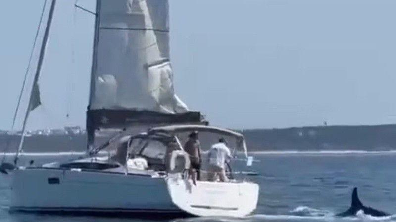Un grupo de orcas hundió un yate turístico que navegaba en la costa de Portugal.