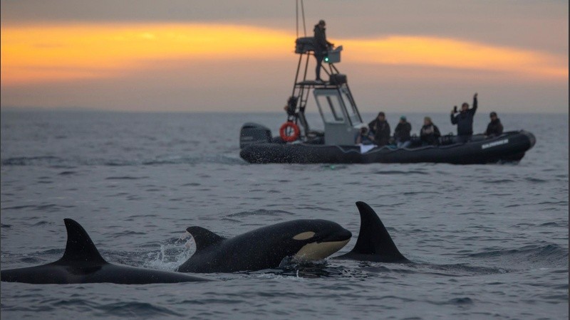 Las orcas apuntan específicamente a los timones de los barcos, disfrutando del equilibrio y la resistencia que ofrecen.