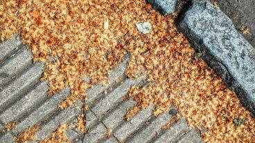 Fruto del plátano. La médica aclaró que no es polen y, aunque molesto, no es alérgico.