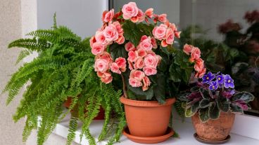 La posibilidad de sumar frescura y vida al hogar.