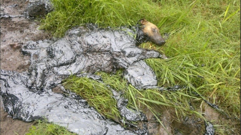 Algunas de las imágenes que forman parte de la causa contra Carboquímica.