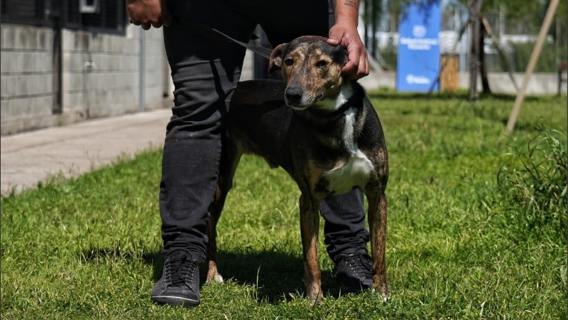 El trámite de adopción se puede iniciar a través del portal oficial rosario.gob.ar.