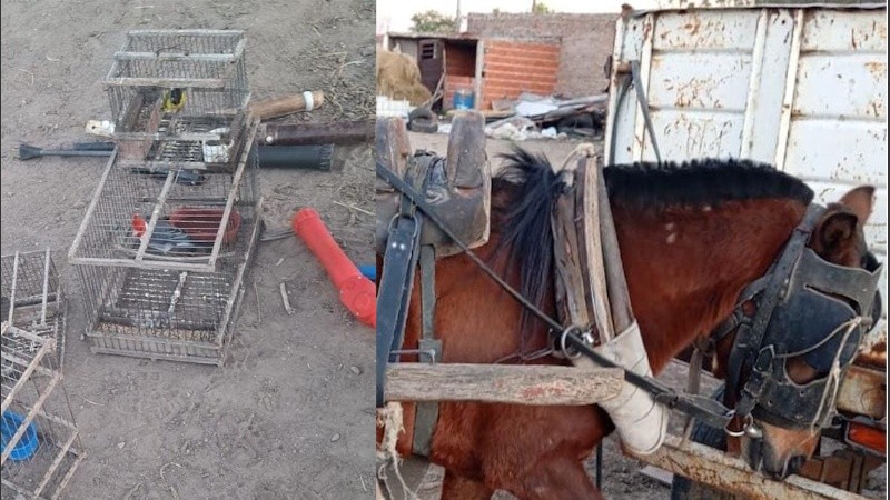 Caballos y pájaros fueron rescatados del lugar.