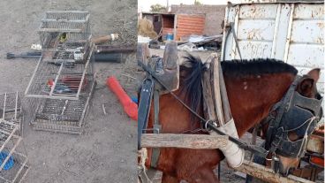 Caballos y pájaros fueron rescatados del lugar.